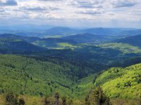 wyspowy (41)